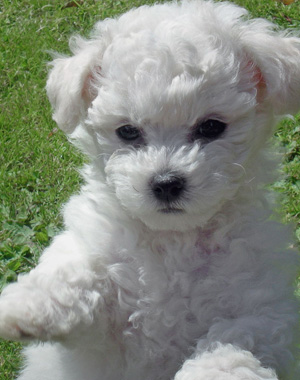 Bichon Frise